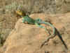 Collared lizard.jpg (344345 bytes)