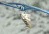 Grasshopper on barbed wire.jpg (68758 bytes)
