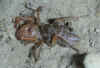 Wind scorpion.jpg (94504 bytes)