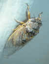 cicada.jpg (110592 bytes)