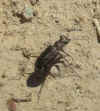 tiger beetle.jpg (64365 bytes)