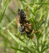 wasp mating.jpg (90379 bytes)